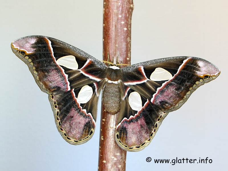 Seidenspinner (Rotschildia lebeau)