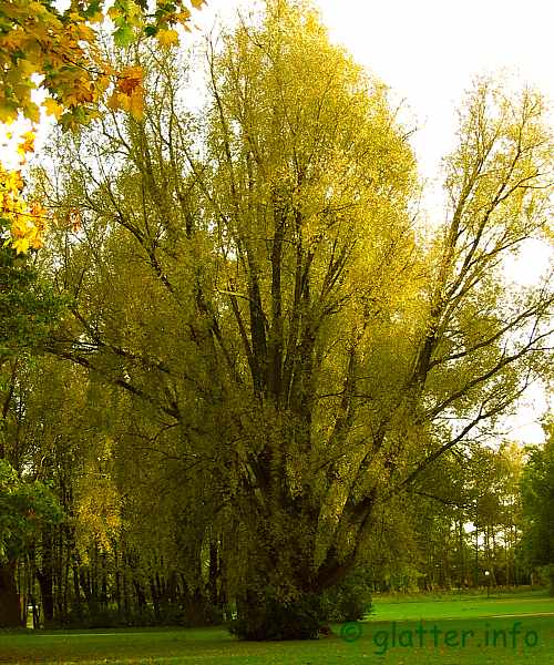 Baum im Herbst