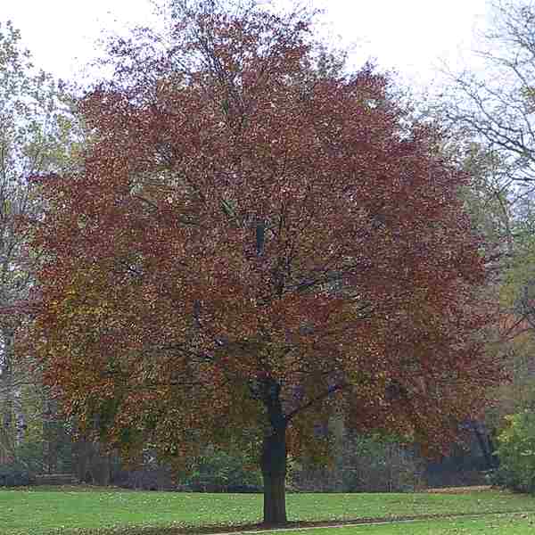 Baum im Herbst