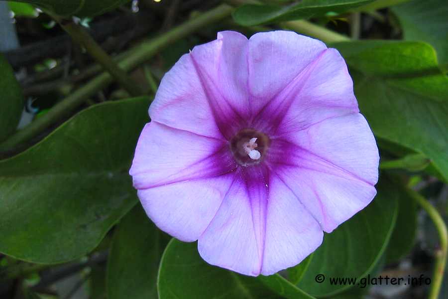 Blaue Prunkwinde (Ipomoea indica)