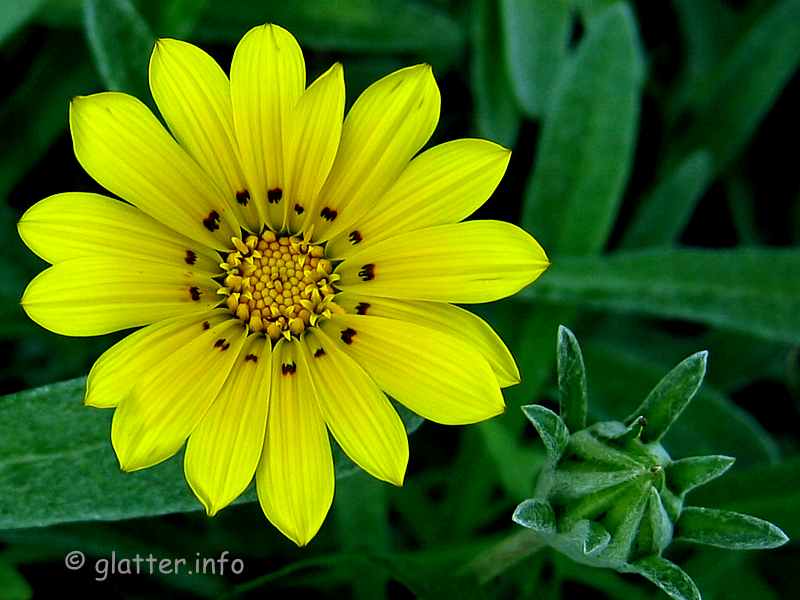 Blüte
