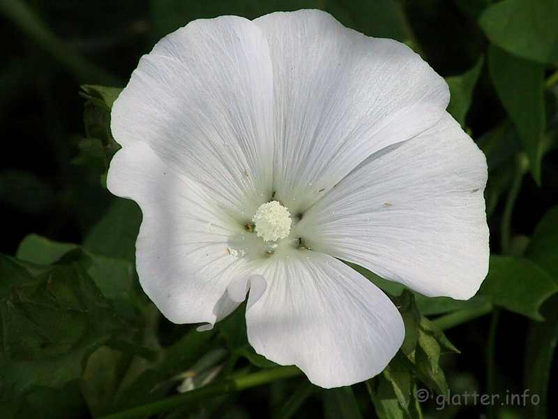 Blüte