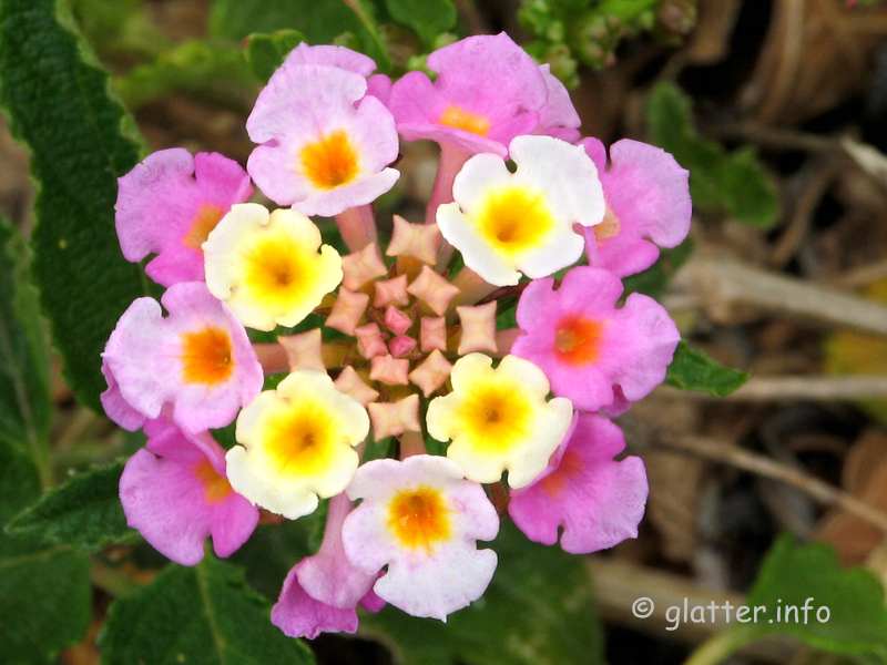 Blüte