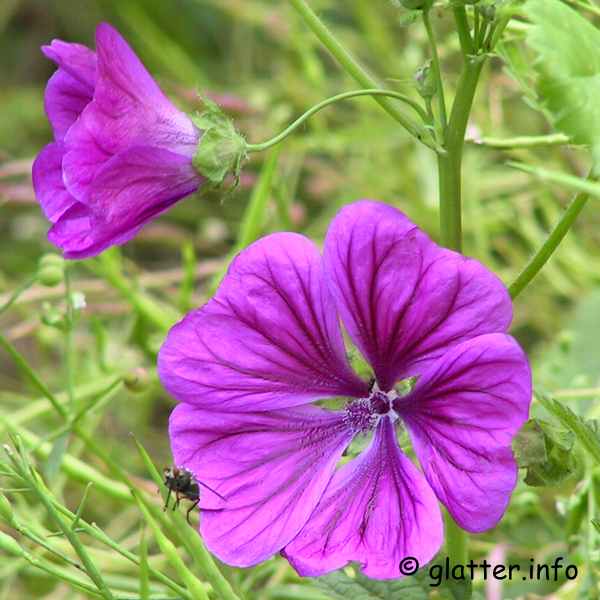 Blüte