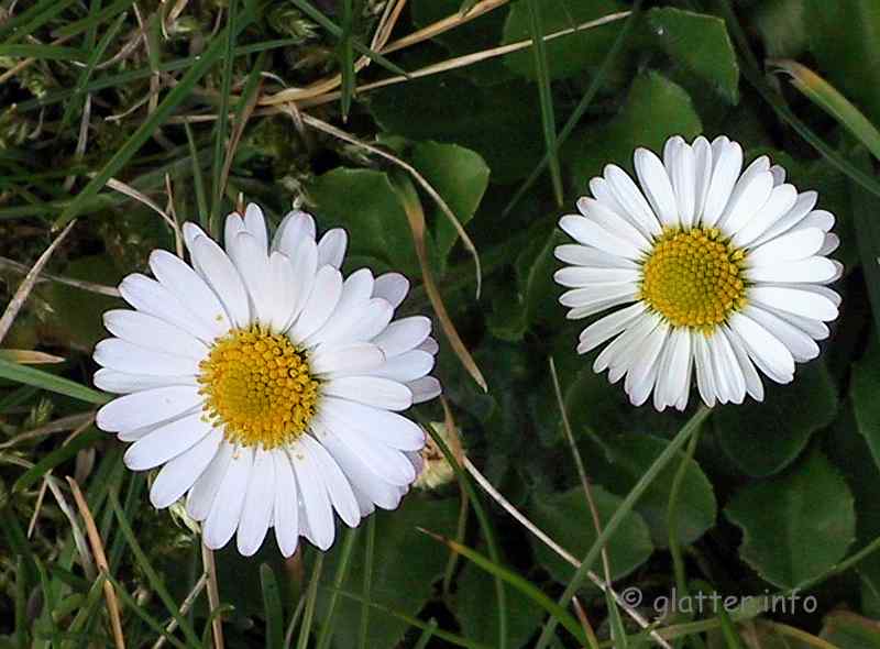 Gänseblümchen (Bellis perennis)