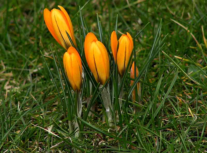 Krokus (Crocus)