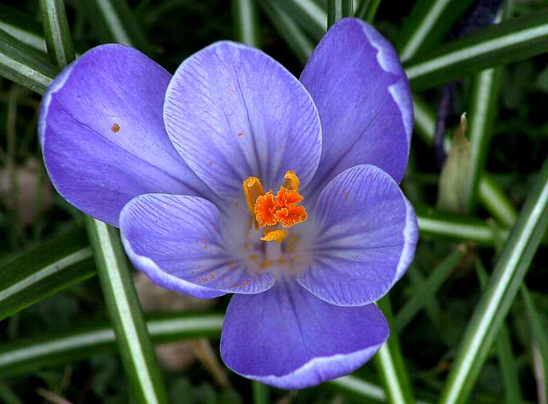 Krokus (Crocus)