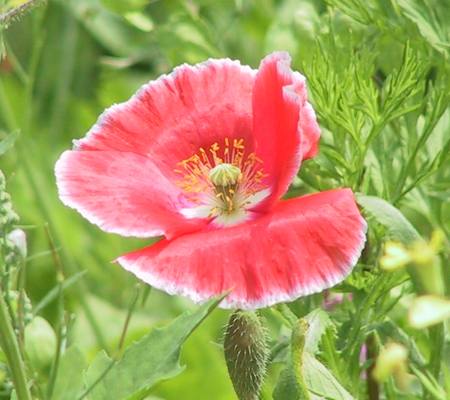 Blüte