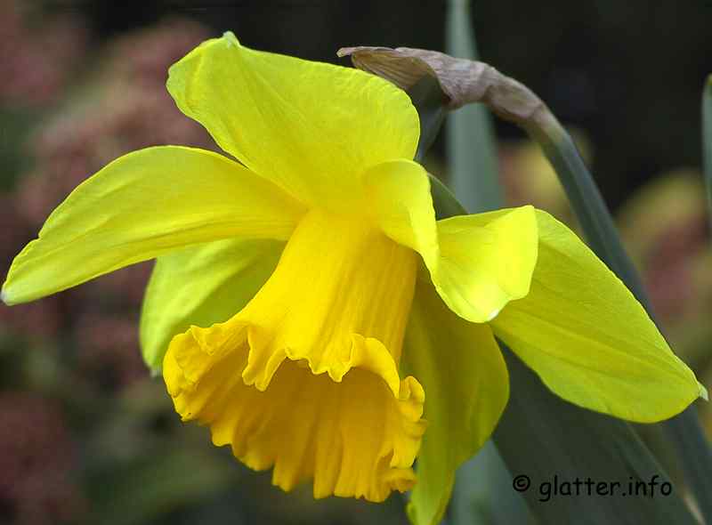 Gelbe Narzisse, Narcissus pseudonarcissus