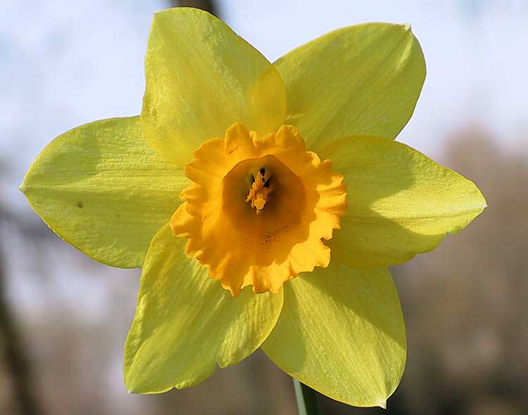 Gelbe Narzisse, Narcissus pseudonarcissus