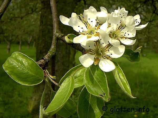 Obstblüten