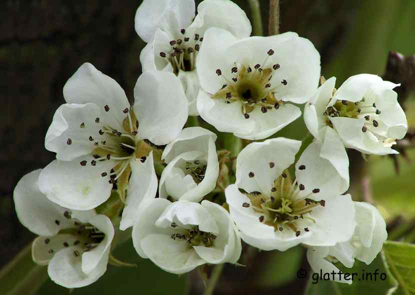 Obstblüten