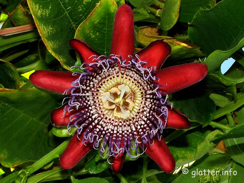 passionsblume