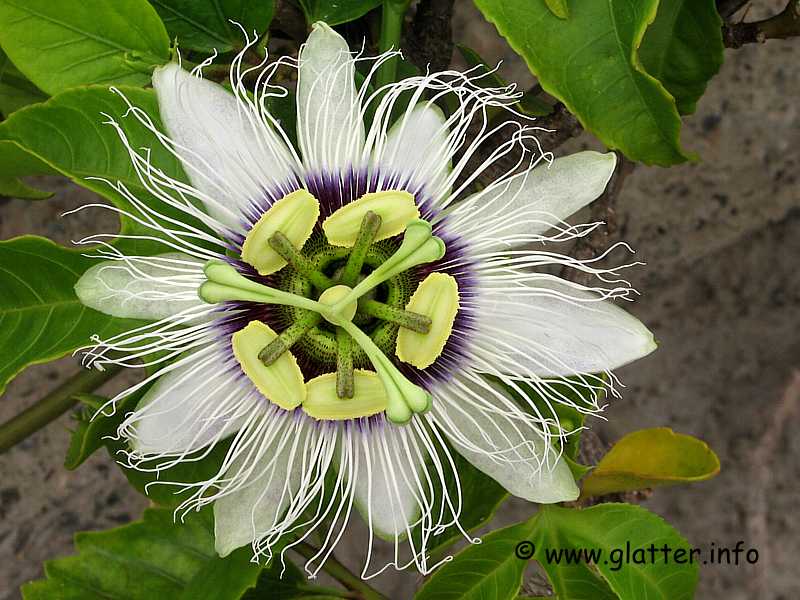 passionsblume