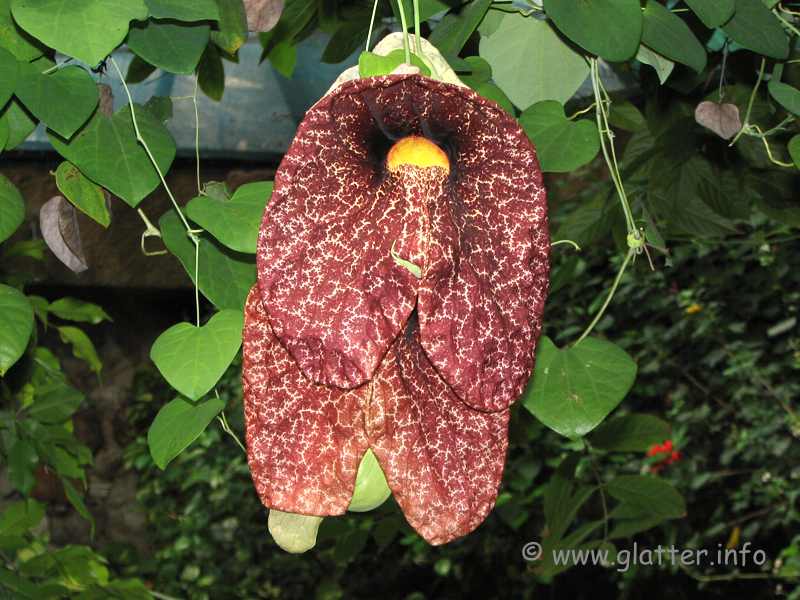 Pfeifenblume (Aristolochia gigantea)