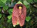 Pfeifenblume (Aristolochia gigantea)