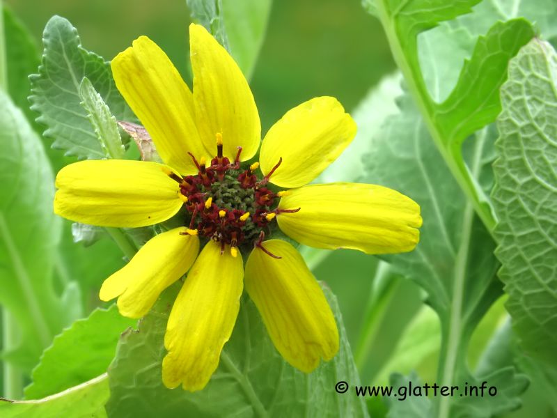 Schokoladenblume (Cosmos atrosanguineus)