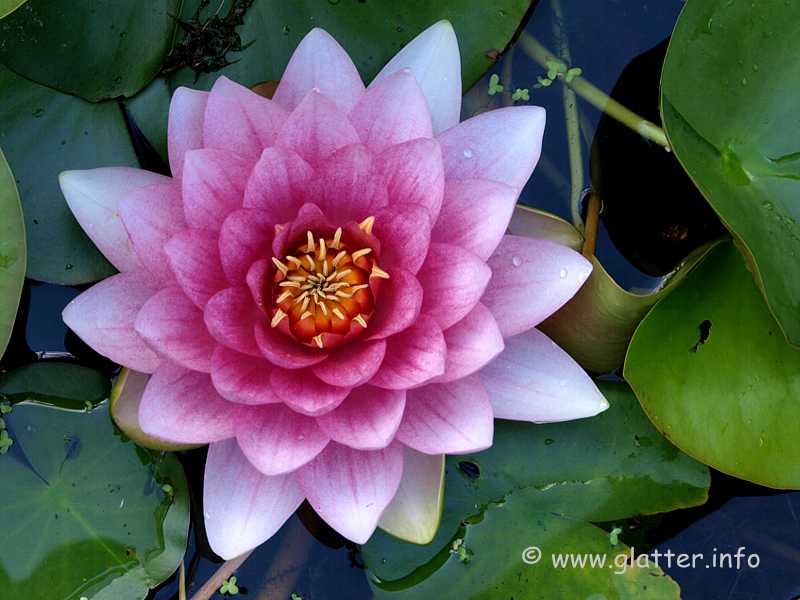 Seerose