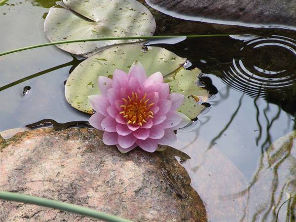 Seerose