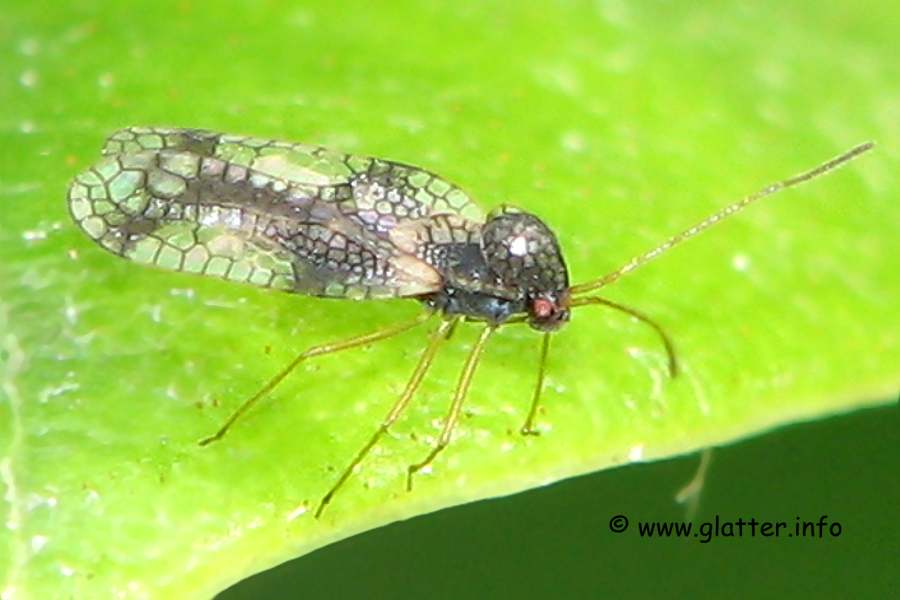 Andromedanetzwanze (Stephanitis takeya)