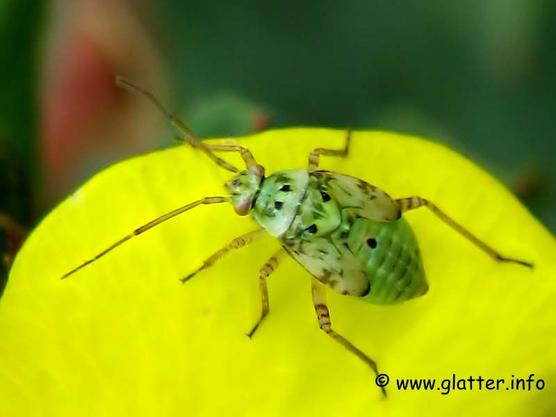 Nymphe der Beifuss-Weichwanze (Lygus gemellatus)