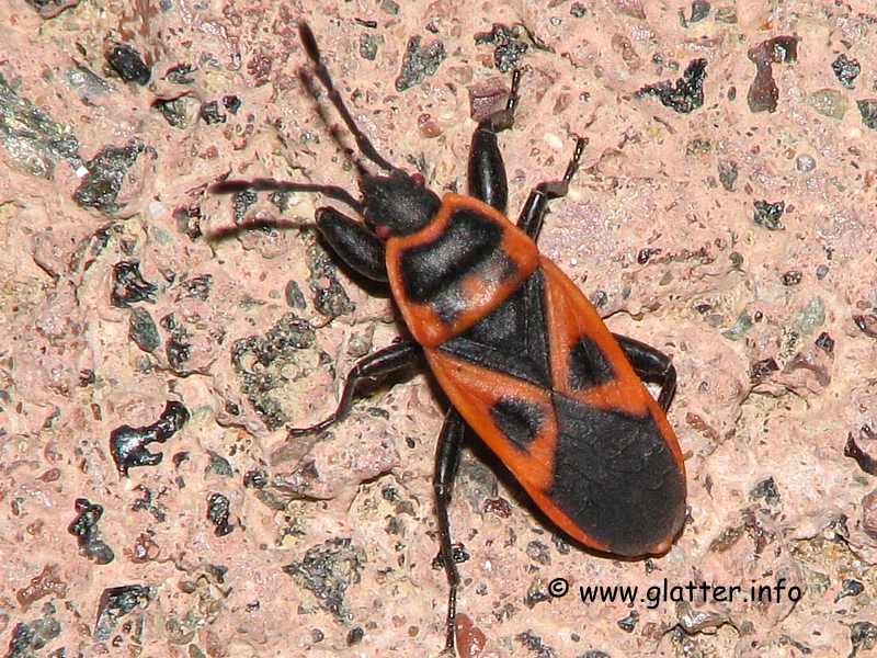 Feuerwanze (Scantius aegyptius)