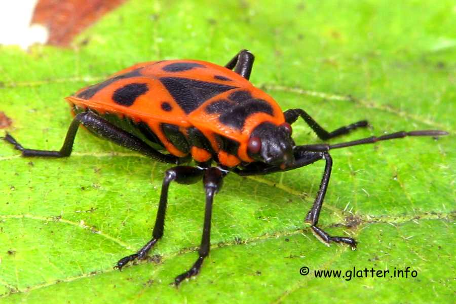 Gemeine Feuerwanze (Pyrrhocoris apterus)
