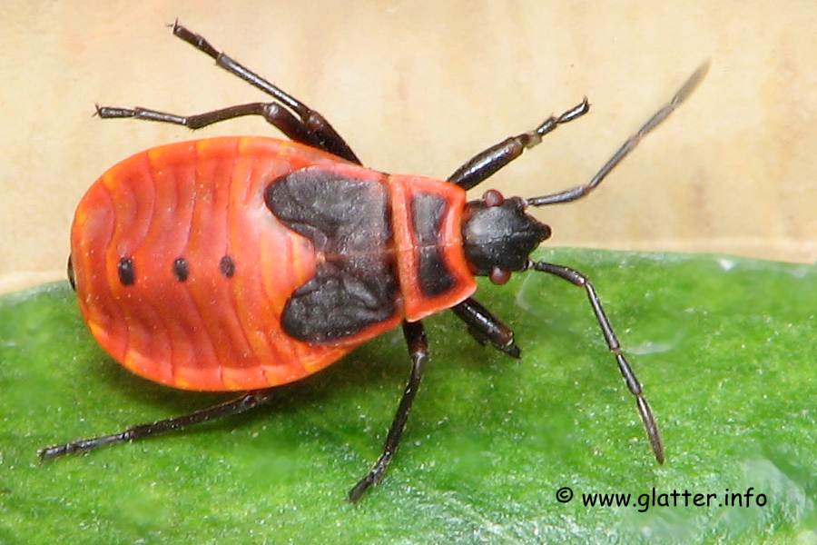 Larve der Gemeinen Feuerwanze (Pyrrhocoris apterus)