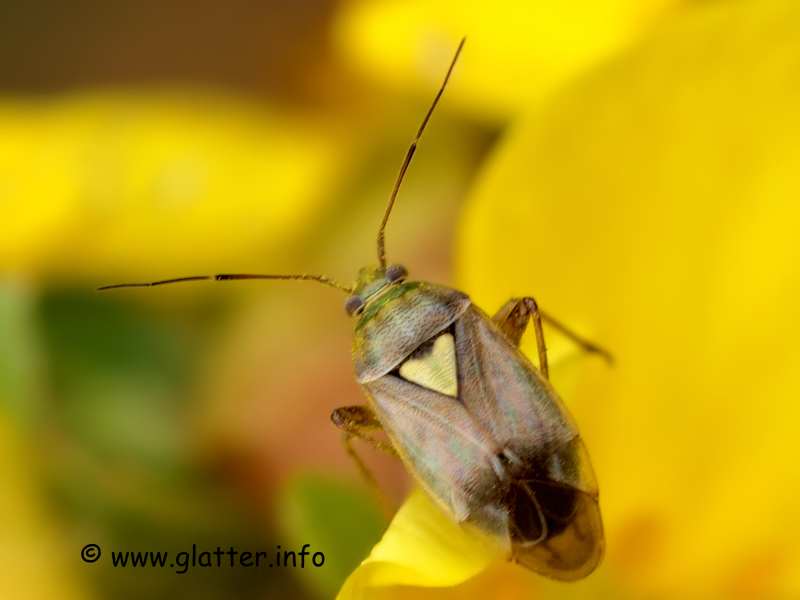 Gemeine Wiesenwanze (Lygus pratensis)