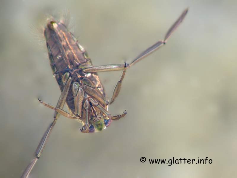 Gemeiner Rückenschwimmer (Notonecta glauca)
