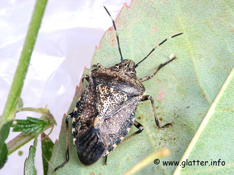 Graue Gartenwanze (Rhaphigaster nebulosa)