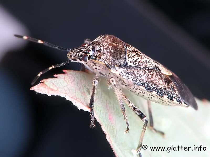 Graue Gartenwanze (Rhaphigaster nebulosa)