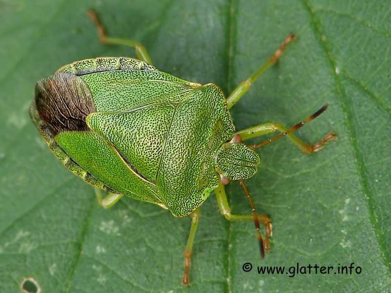 Grüne Stinkwanze (Palomena prasina)