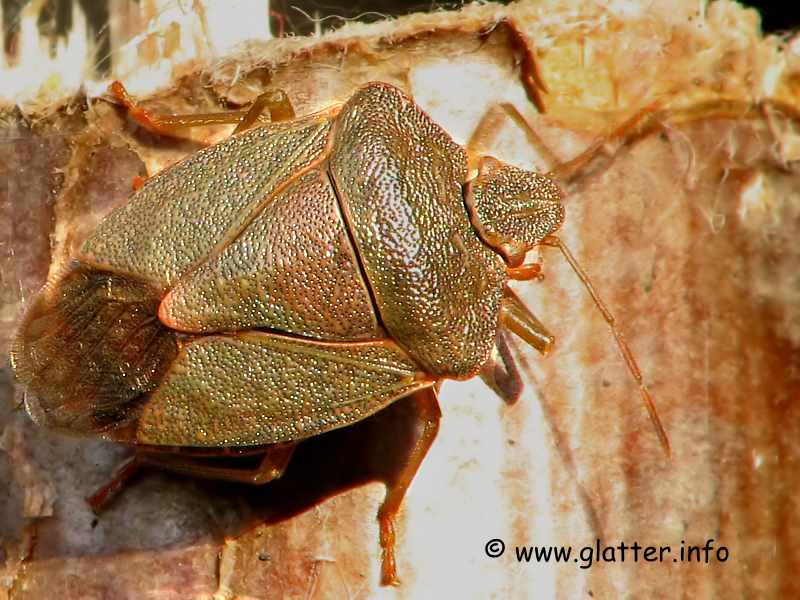 Grüne Stinkwanze (Palomena prasina)
