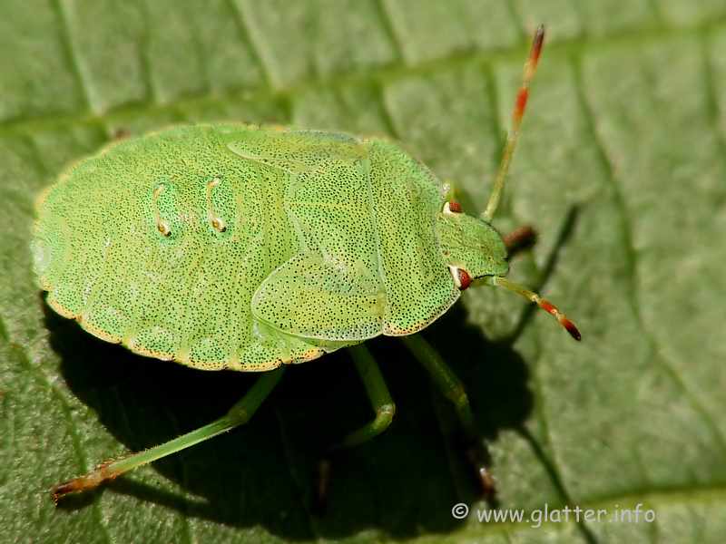 Grüne Stinkwanze Nymphe (Palomena prasina)