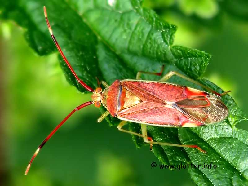 Erlengast (Pantilius tunicatus)