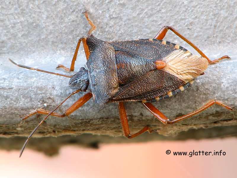 Rotbeinige Baumwanze (Pentatoma rufipes) 