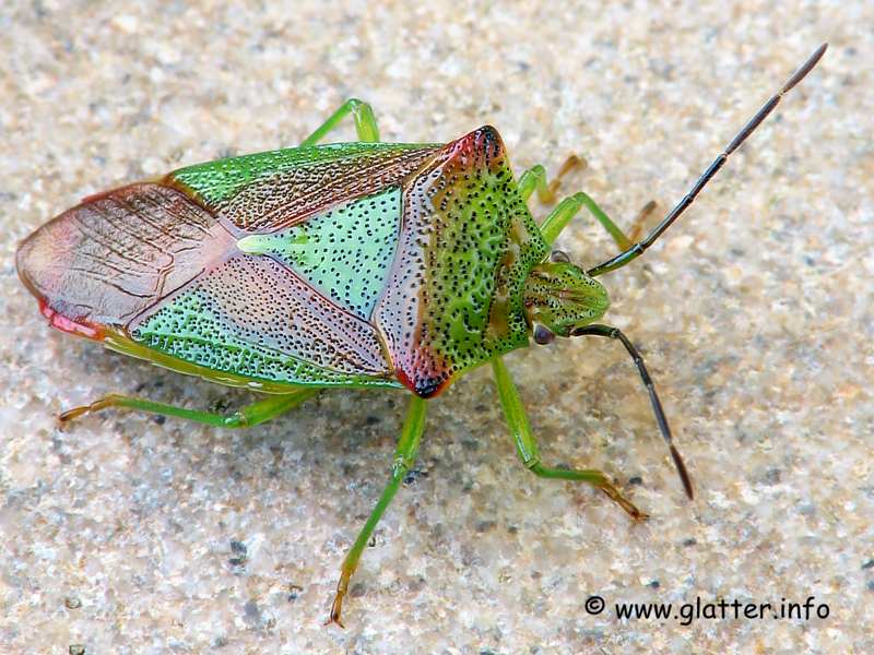 Wipfel-Stachelwanze (Acanthosoma haemorrhoidale)