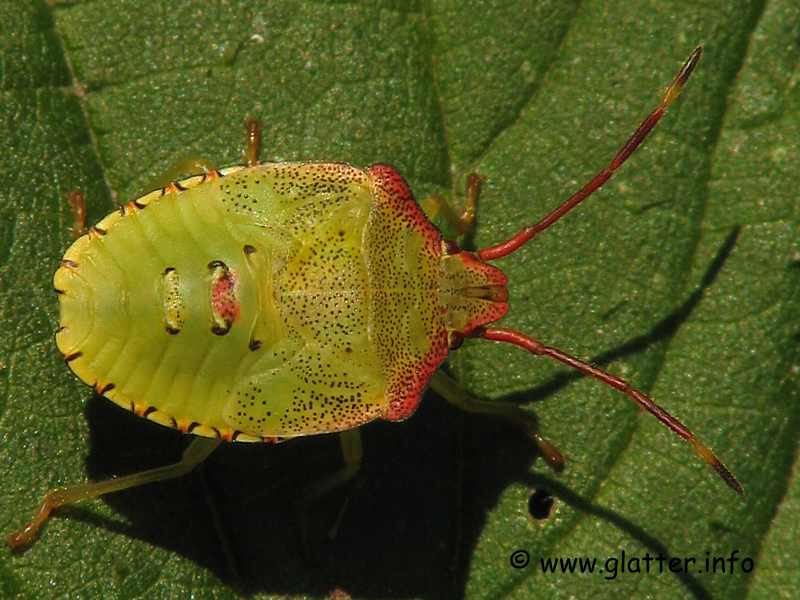 Wipfel-Stachelwanze, Stachelwanze, Larve, Acanthosoma haemorrhoidale