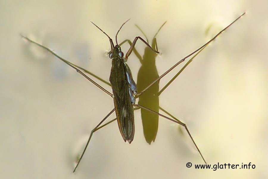 Gemeiner Wasserläufer (Gerris lacustris)