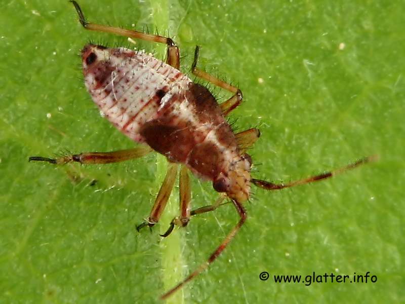 Weich- oder Blindwanzen (Deraeocoris flavilinea) 