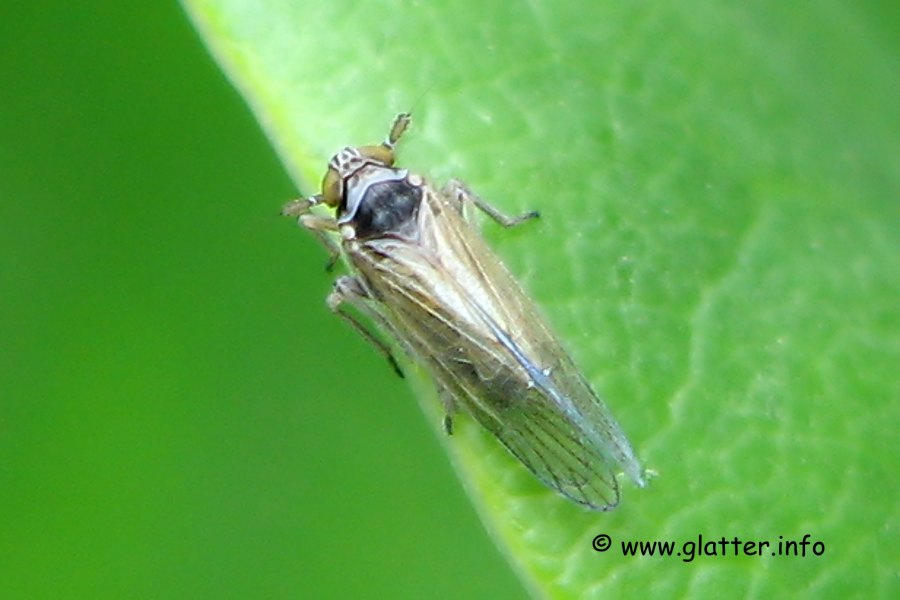 Wiesenspornzikade (Javesella pellucida) Männchen