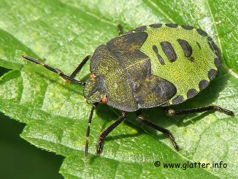 Nymphe der Zimtwanze (Corizus hyoscyami)