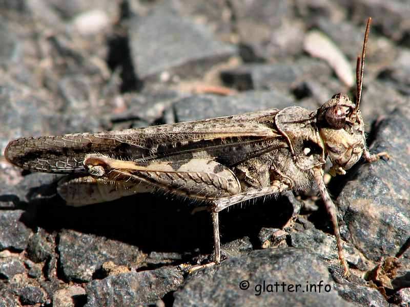  Acrotylus cf. insubricus
