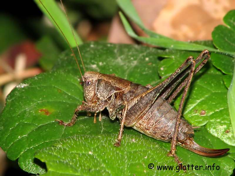 Gemeine Strauchschrecke (Pholidoptera griseoaptera)