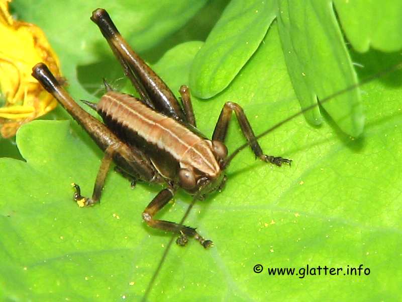 Larve der Gemeinen Strauchschrecke (Pholidoptera griseoaptera)