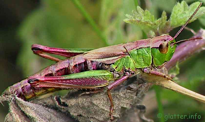Gemeiner Grashüpfer, Weibchen (Chorthippus parallelus, f.)