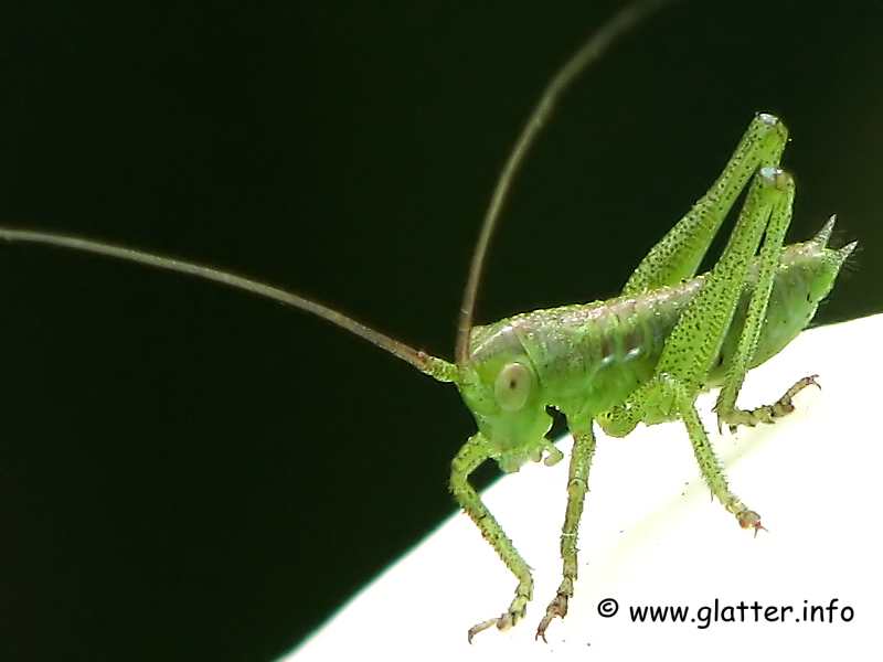 Larve des Grünen Heupferds (Tettigonia viridissima)