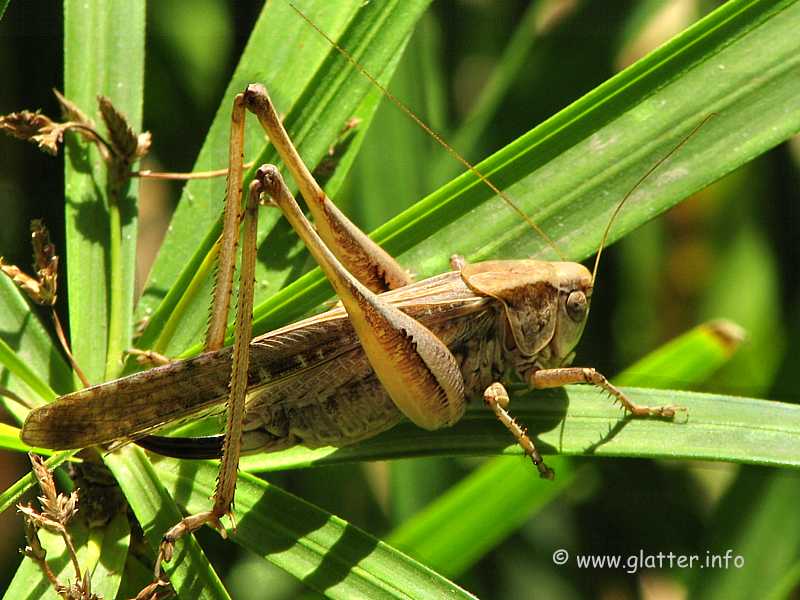 Platycleis sabulosa