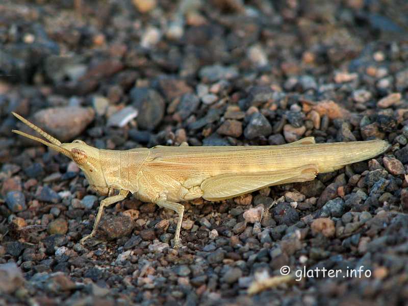 Kegelkopfschrecke Pyrgomorpha conica  Weibchen